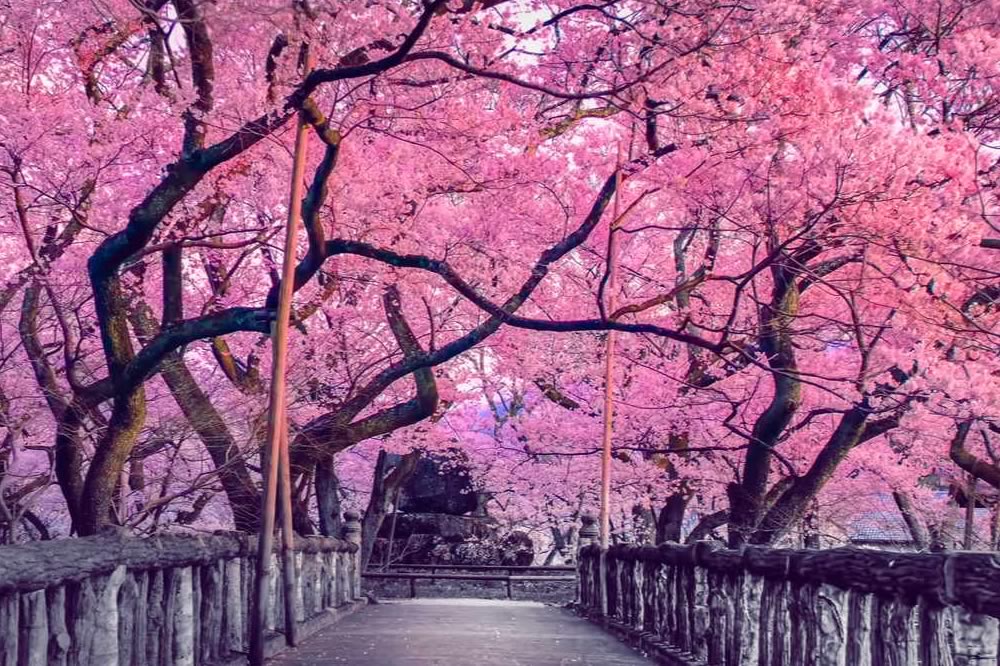 Anticipata per il riscaldamento globale la famosa fioritura dei ciliegi in Giappone